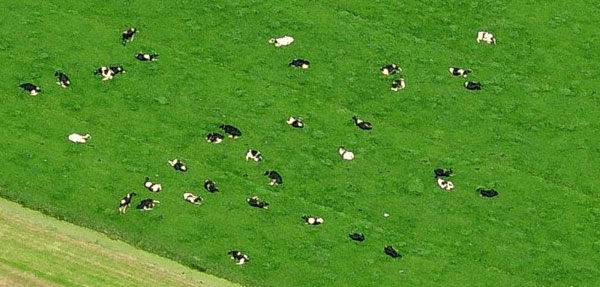 Vacas durmiendo hacia el Norte
