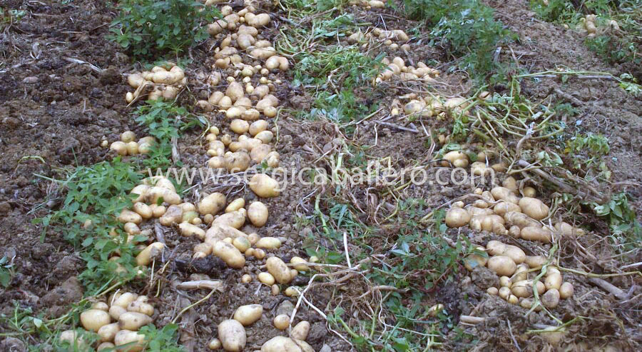 cosecha-patatas