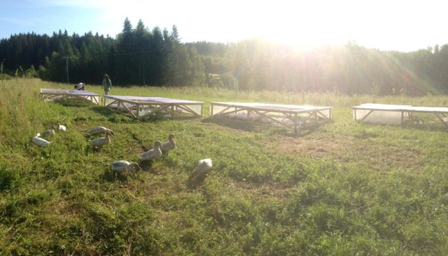 Sistemas de pastoreo en Suecia, beneficiosos para animales y suelo, difícilmente legales en España