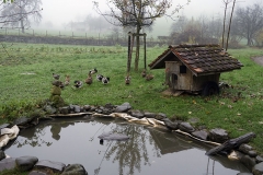 Estanque de patos al lado del huerto, para hacer el control de babosas y caracoles y proveer carne y huevos