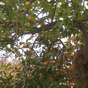 naranjo-limonero
